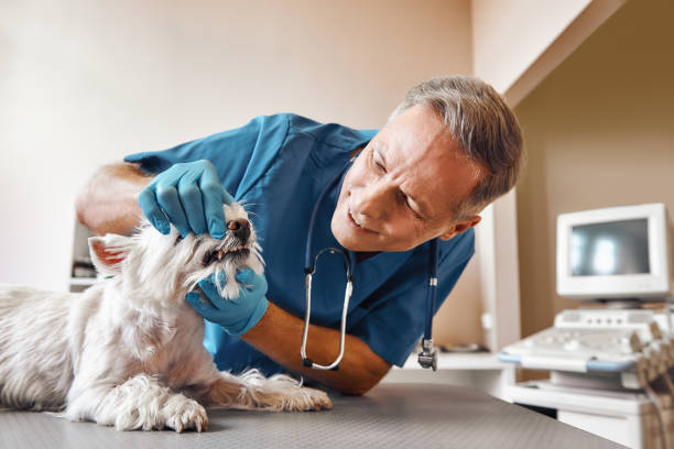 Best Same-Day Emergency Dental Services in Del Monte Forest, CA